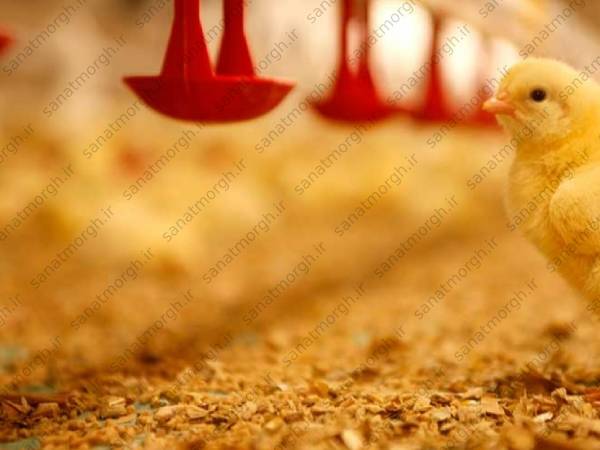 فروش آبخوری اتوماتیک ارزان صنعت مرغ