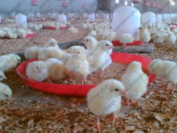 تولید کننده جدیدترین دانخوری صنعت مرغ
