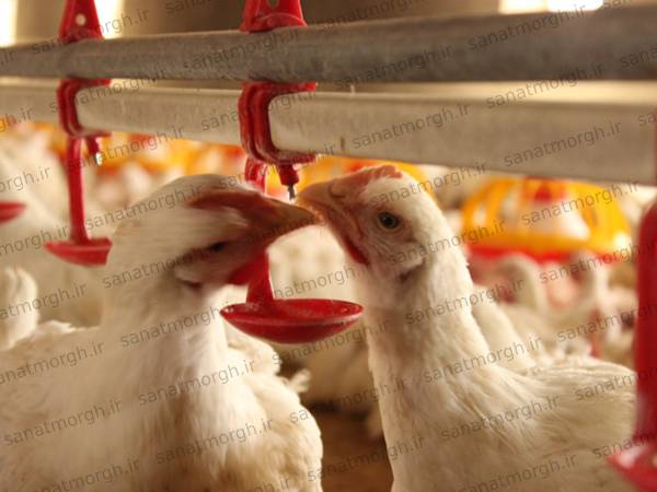 قیمت روز سیستم آبخوری صنعت مرغ