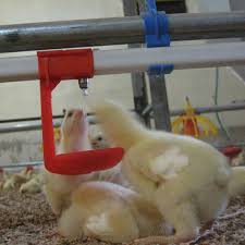 آبخوری مرغداری