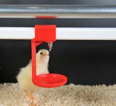 آبخوری مرغداری