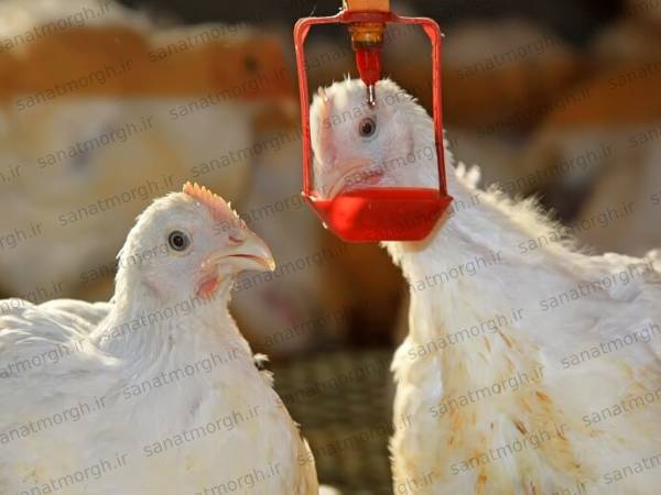 فروشگاه اینترنتی آبخوری نیپل صنعت مرغ