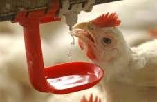 شرکت آبخوری مرغداری اتوماتیک ایرانی