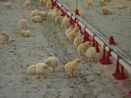 بست آبخوری مرغداری