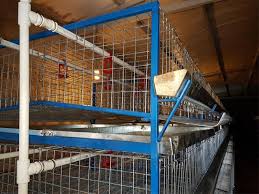 تجهیزات مرغداری