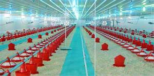 سازنده تجهیزات جدید مرغداری