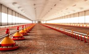 سیستم دانخوری مرغداری در بازار