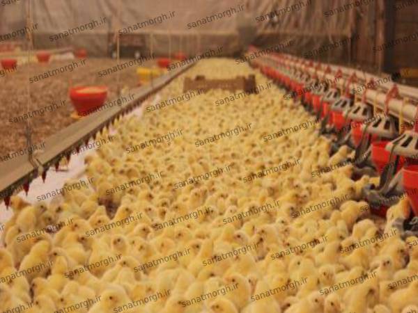 لیست قیمت سیستم دانخوری صنعت مرغ