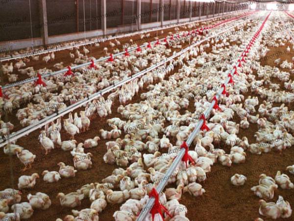 لیست قیمت سیستم دانخوری صنعت مرغ