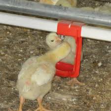 آبخوری اتوماتیک مخصوص مرغداری