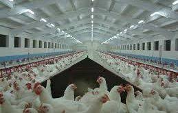 پخش جدید ترین دانخوری مرغداری