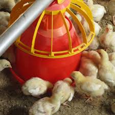 پخش بست دانخوری ارزان