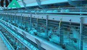 تجهیزات پیشرفته مرغداری