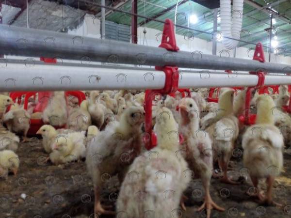سیستم آبخوری مرغداری صنعت مرغ