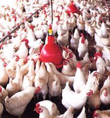 تولید کننده آبخوری اتوماتیک