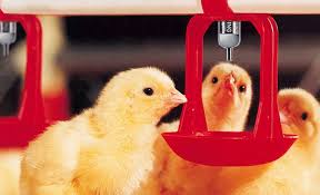 ساخت آبخوری نیپل