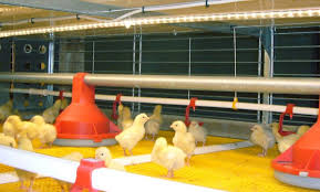 جدیدترین تجهیزات مرغداری ایرانی