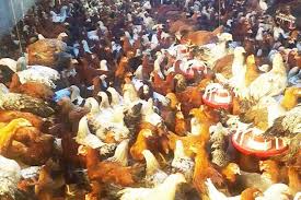 دانخوری دست دوم مرغداری