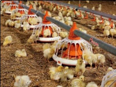 دانخوری اتوماتیک مرغداری صنعت مرغ