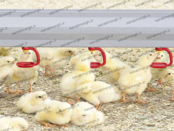تولید سیستم آبخوری مرغداری صنعت مرغ