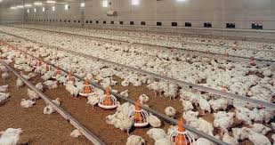 سیستم دانخوری ارزان مرغداری