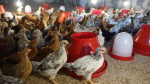 پرورش مرغ گوشتی در خانه