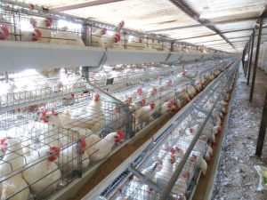 بررسی عوامل تاثیر گذار در میزان تخم گذاری مرغ