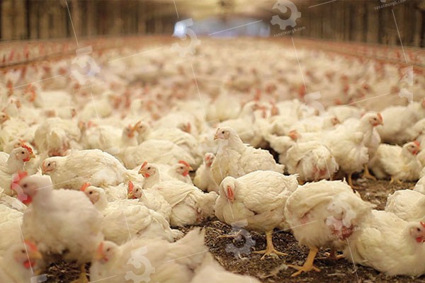 قیمت خوراک طیور