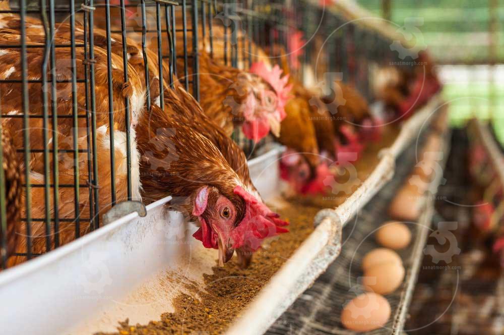 غذای مرغ تخمگذار