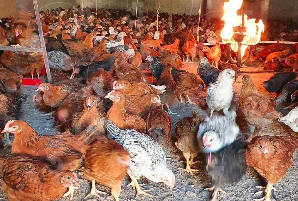 معایب پرورش مرغ بومی تخمگذار