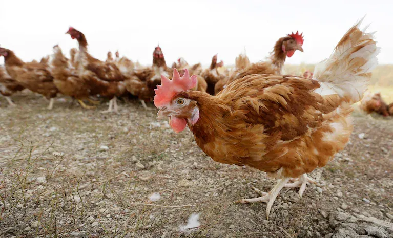 قفس خانگی مرغ گوشتی تخمگذار محلی ارزان